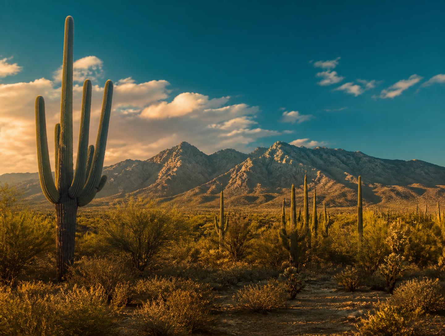 Saguaro cactus and the Santa Catalina Mountains outside Tucson, Arizona, where Tucson Senior Insurance serves clients